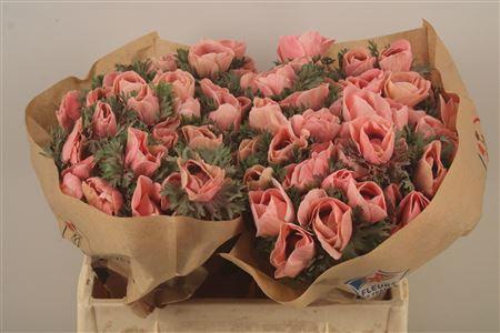 <h4>Anemone Powder Salmon</h4>