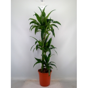 Dracaena frag. 'Janet Craig'