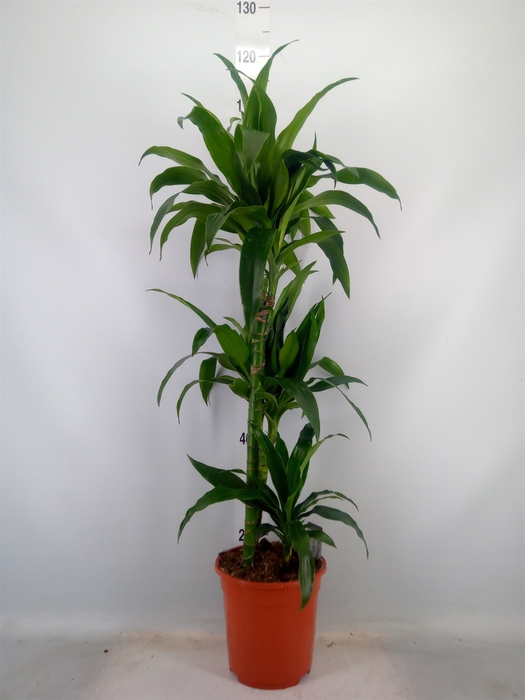 <h4>Dracaena frag. 'Janet Craig'</h4>