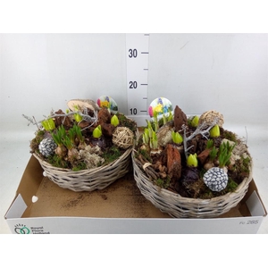 Arr.   Bol/Knolgewas L%