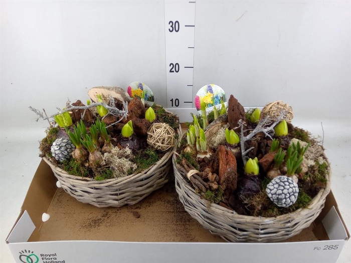 <h4>Arr.   Bol/Knolgewas L%</h4>