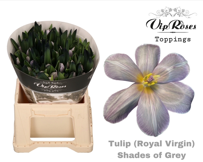 <h4>Tu En Rv Shades Of Grey</h4>