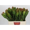 Leucadendron Laurel Yellow