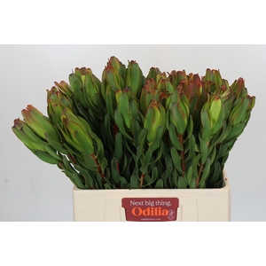 Leucadendron Laurel Yellow