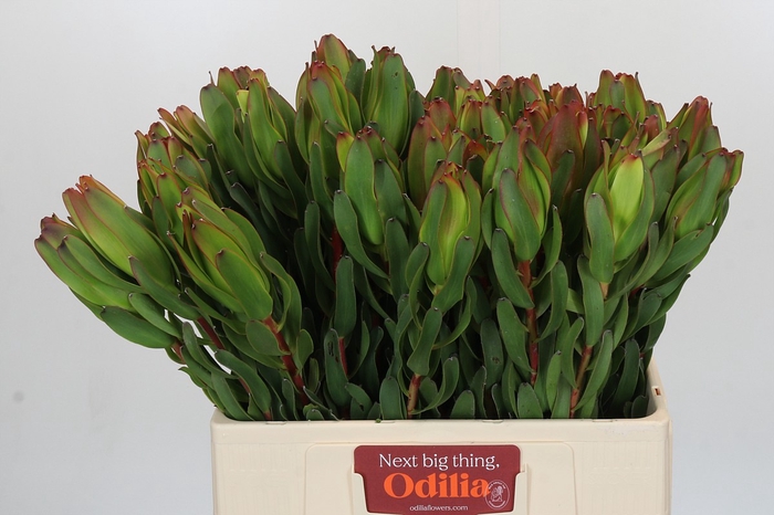 <h4>Leucadendron Laurel Yellow</h4>