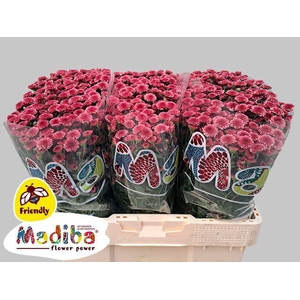CHR SAN MADIBA CHERRY TYOLO CHR S M