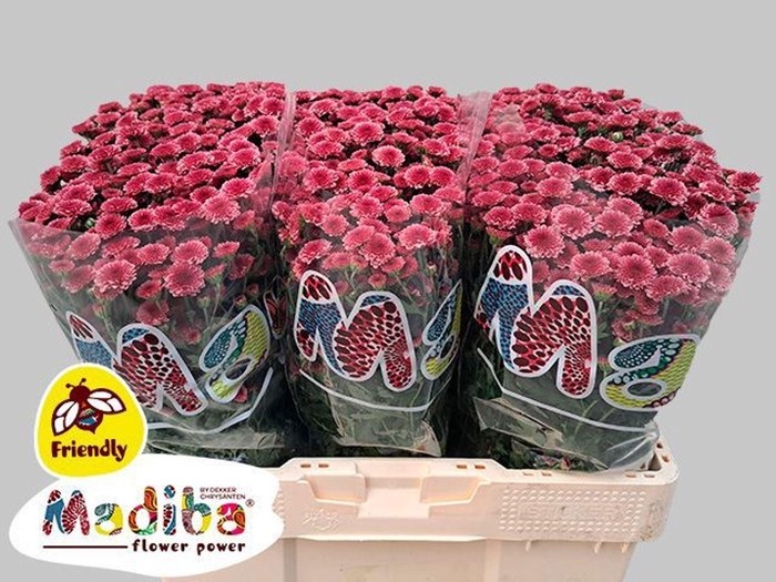 <h4>CHR SAN MADIBA CHERRY TYOLO CHR S M</h4>