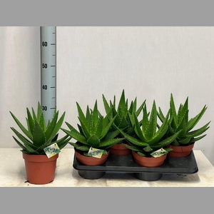 ALOE PERFOLIATA