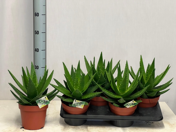 <h4>ALOE PERFOLIATA</h4>