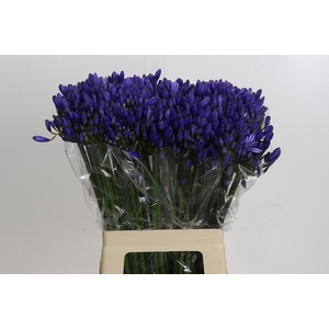 Agapanthus EYFORI Blue