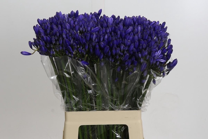 <h4>Agapanthus EYFORI Blue</h4>