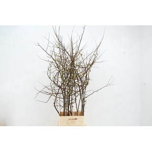CHAENOMELES APPLE BLOSSOM 120CM