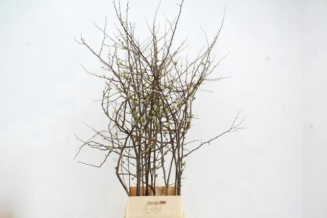 <h4>CHAENOMELES APPLE BLOSSOM 120CM</h4>