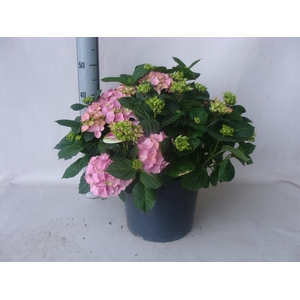 Hydrangea mac.   ...