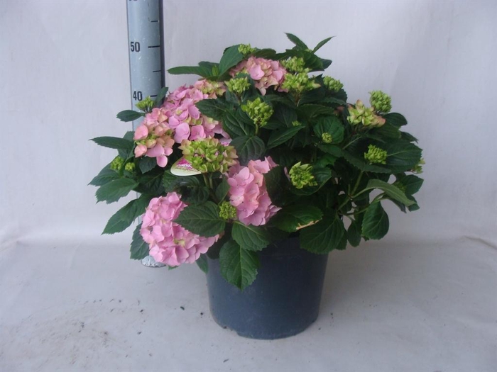 <h4>Hydrangea mac. ...</h4>
