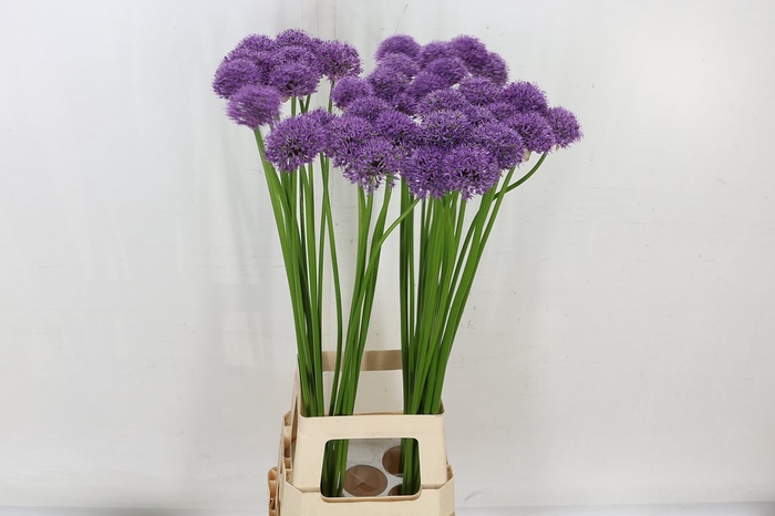 <h4>Allium Statos</h4>