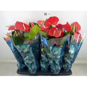 Anthurium andr. 'Karma Red'