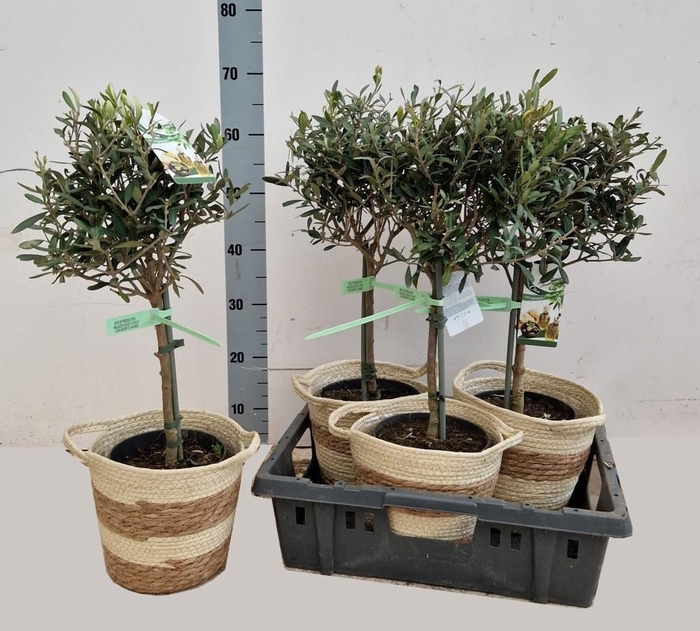 <h4>OLEA EUROPAEA</h4>