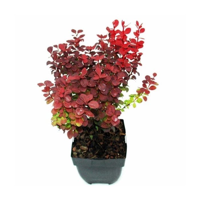 <h4>Berberis thunbergii 'Orange Rocket'® P17</h4>