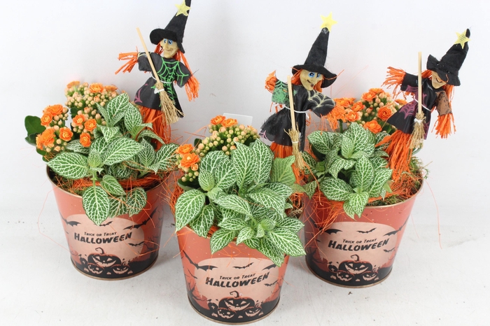 <h4>arr2 JS - Zink halloween print</h4>