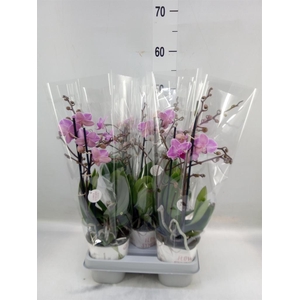 Phalaenopsis   ...mix