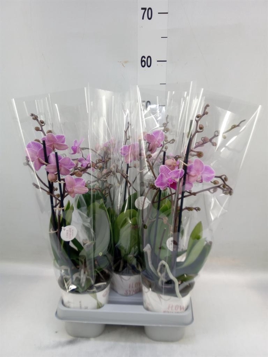 <h4>Phalaenopsis   ...mix</h4>