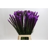Liatris Callilepis
