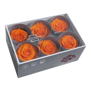 Roos standard oranje