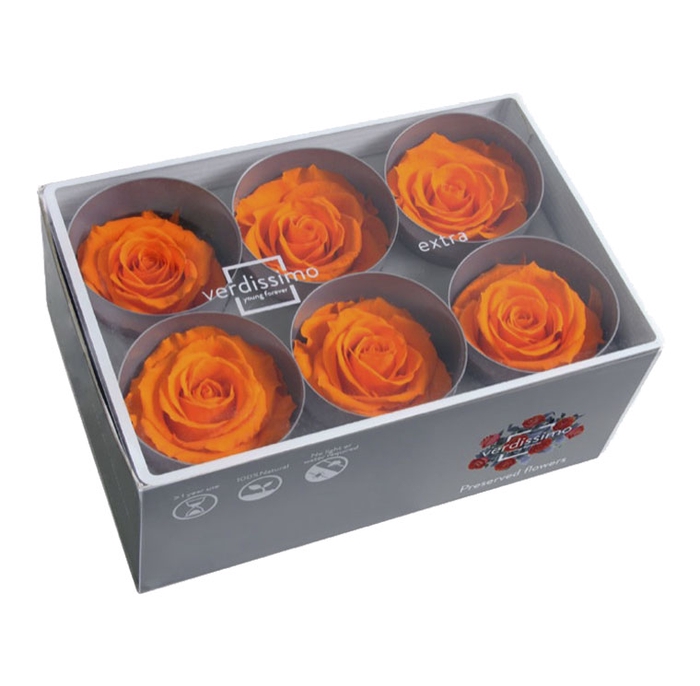 Roos standard oranje