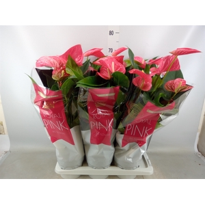 Anthurium andr. 'Maine'