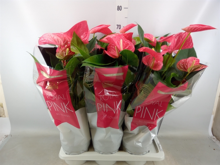 <h4>Anthurium andr. 'Maine'</h4>