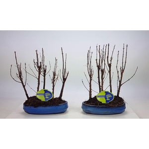 Metasequoia glyptostroboides, 22 cm oval, group 5 stem, without driptray