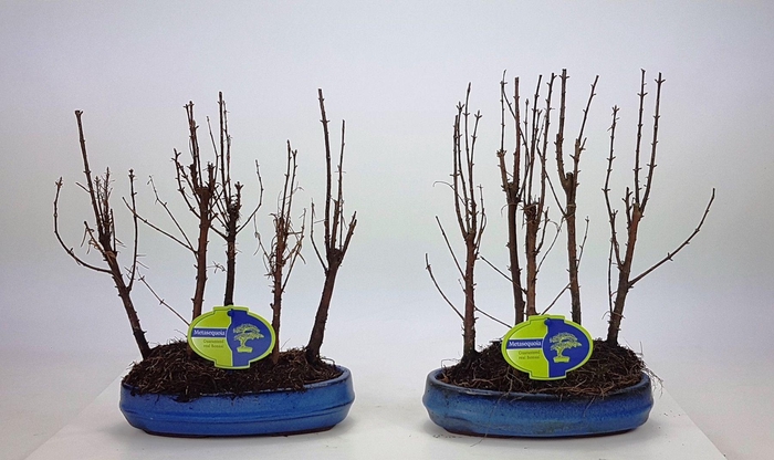 <h4>Metasequoia glyptostroboides, 22 cm oval, group 5 stem, without driptray</h4>