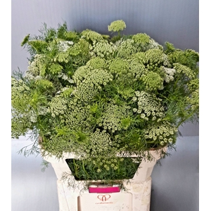 AMMI VIS CASABLANCA