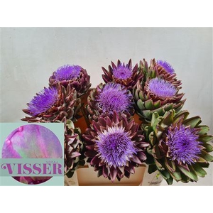 CYNARA SC GREEN GLOBE