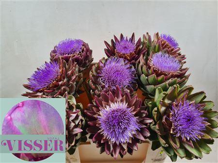 <h4>CYNARA SC GREEN GLOBE</h4>