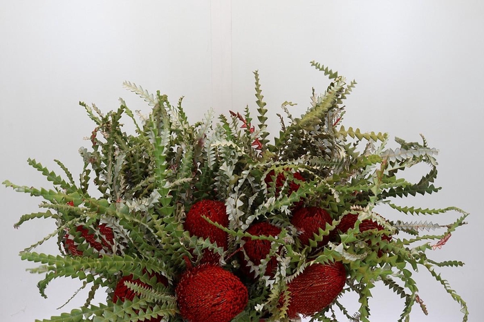 <h4>Banksia Speciosa Red</h4>