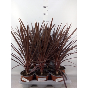 Cordyline austr. 'Red Star'
