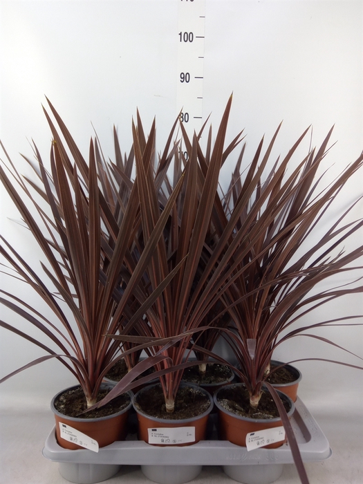 <h4>Cordyline austr. 'Red Star'</h4>