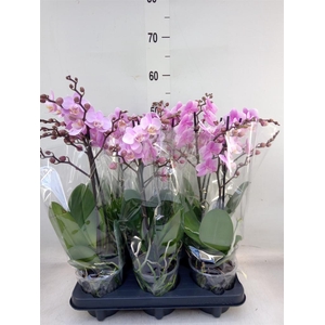 Phalaenopsis multi. 'Beaution'