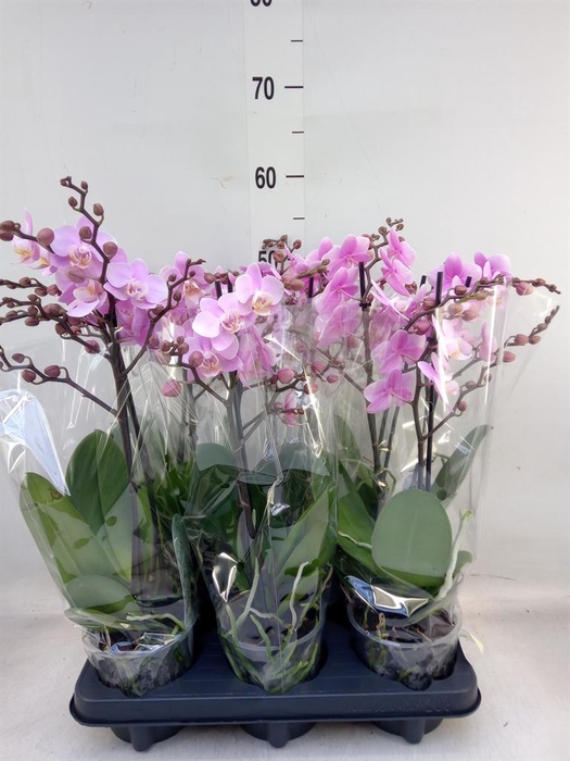 <h4>Phalaenopsis multi. 'Beaution'</h4>