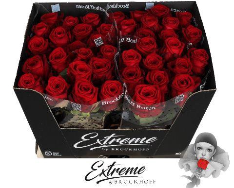 <h4>R Gr Red Naomi!</h4>