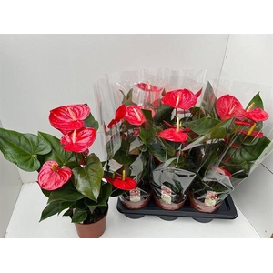 .Anthurium andreanum grp idaho