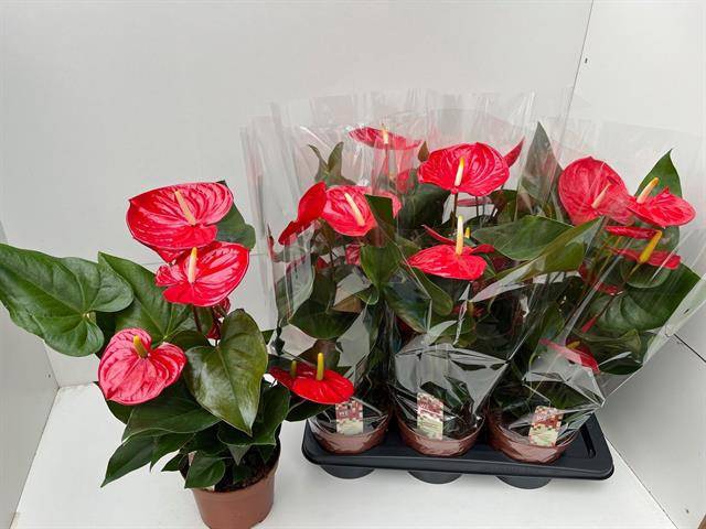 <h4>.Anthurium andreanum grp idaho</h4>