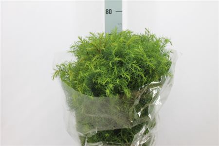 <h4>Cryptomeria Per Bos 400 Gram</h4>