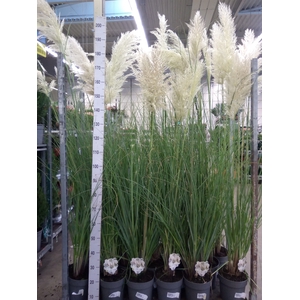 Cortaderia sell.