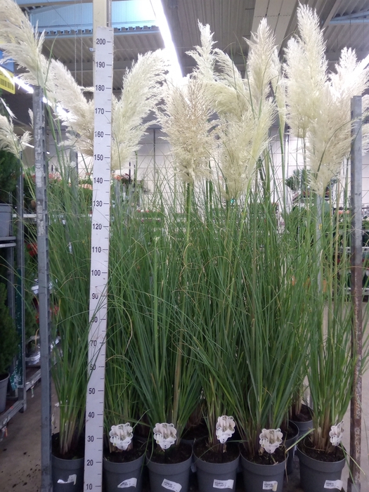 Cortaderia sell.