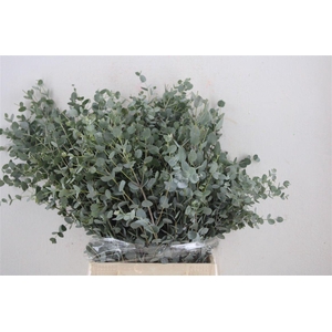 Euca Gunny Short 150gr P Bunch