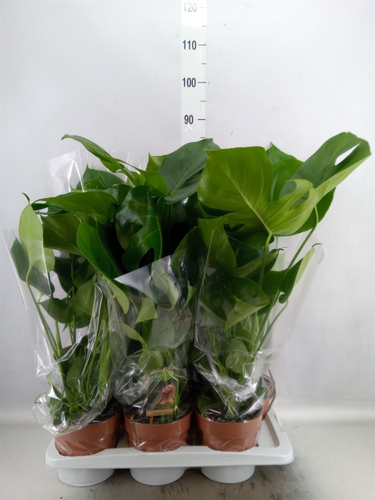 <h4>Monstera delic.</h4>