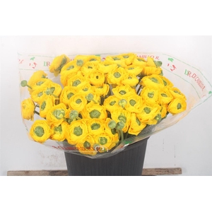 Ran... Su Omega Super X50